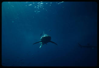 Oceanic whitetip shark swimming towads camera