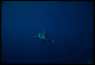Oceanic whitetip shark swimming towards the camera