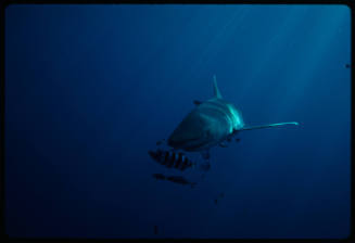 Oceanic whitetip shark swimming towards the camera