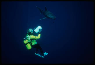 Diver with camera pointed at oceanic whitetip shark