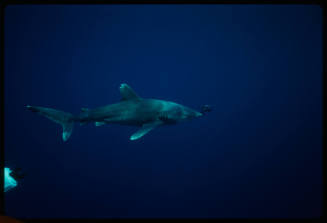 Oceanic whitetip shark and camera