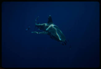 Oceanic whitetip shark and pilot fish swimming towards camera
