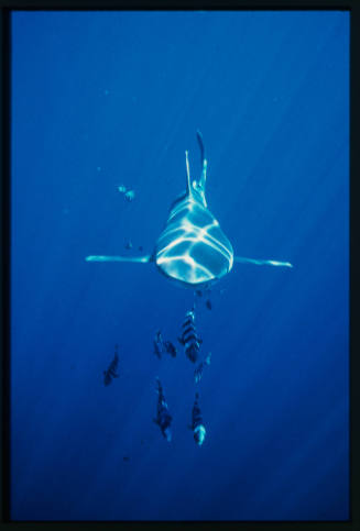 Oceanic whitetip shark and school of pilot fish swimming towards camera