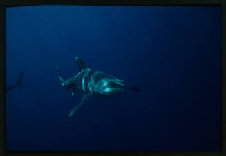Oceanic whitetip shark accompanied by pilotfish - Stock Image - C042/5498 -  Science Photo Library