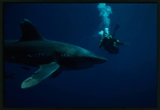DIver with camera pointed at oceanic whitetip shark