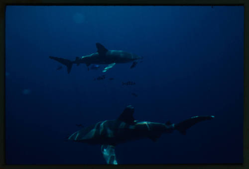 Two oceanic whitetip sharks