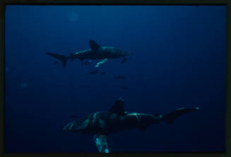 Two oceanic whitetip sharks