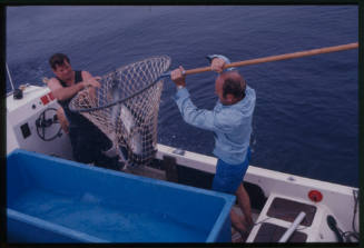 Two men in boat with fish in hand net