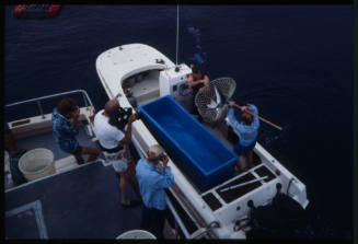 People filming two men with blue shark in hand net and diver in water