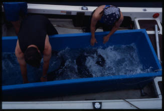 Two people looking down into fish crate with blue shark inside