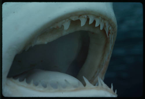 Close up of open mouth of blue shark