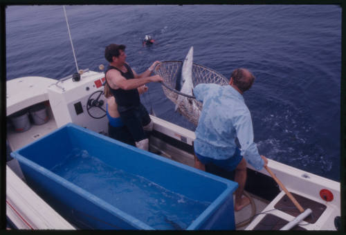 Two men lifting blue shark out of water with hand net