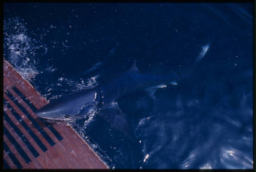 Blue shark with head above water