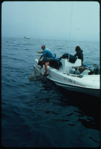 Two men lifting up hand net with blue shark inside from water