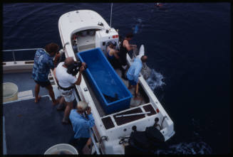 People filming two men with blue shark in hand net