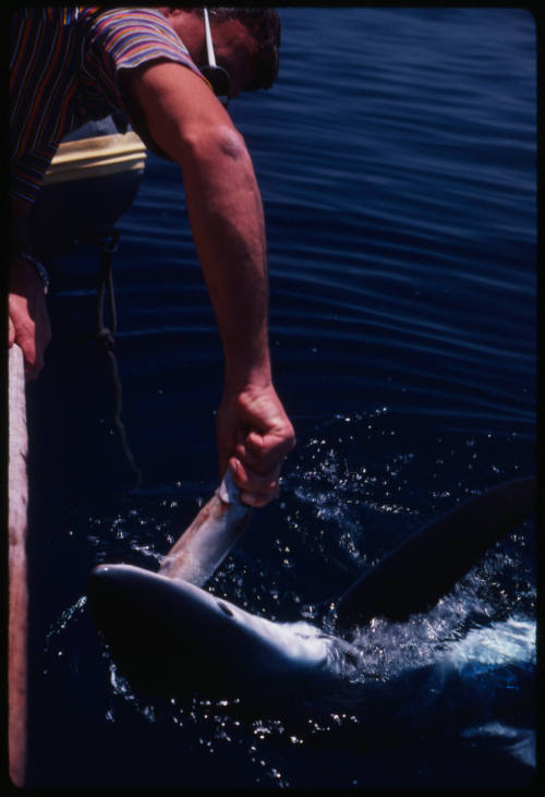 Blue shark eating fish from a person's hand