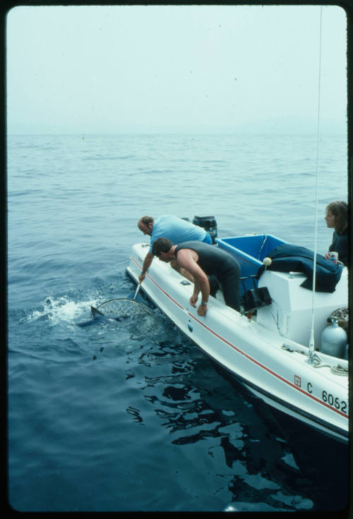 Two men leaning over boat with hand net