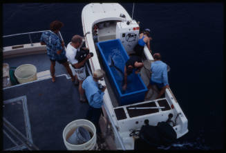 People with cameras looking at blue shark in fish crate