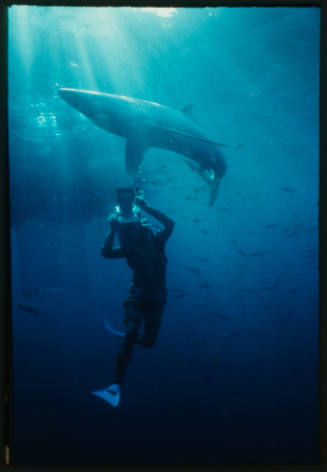 Diver with camera pointed at blue shark