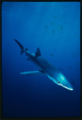 Blue shark swimming close to camera