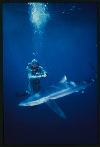 Scuba diver testing out the chainmail suit (mesh suit) in experiment using blue sharks 