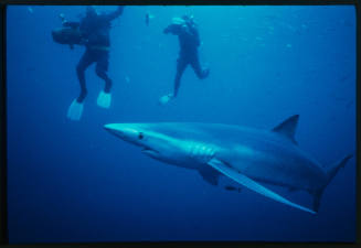 Two divers with cameras near blue shark