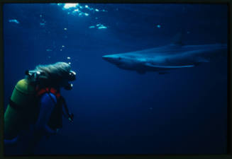 Diver likely Valerie Taylor looking at blue shark