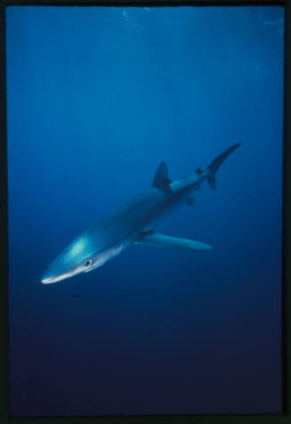 Blue shark swimming towards the camera