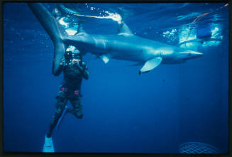 Blue shark swimming near surface of water with diver and camera nearby