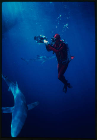 Diver likely Ron Taylor underwater with camera and two blue sharks