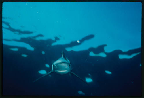 Blue shark swimming towards camera