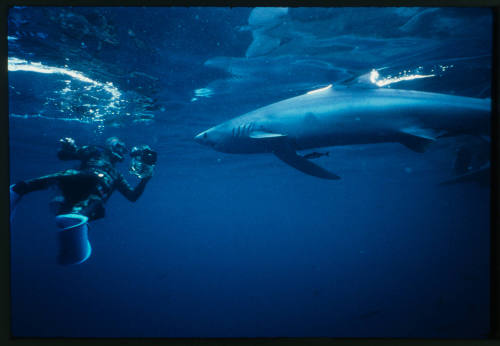 Diver filming shark near just below surface of water