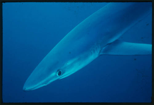 Blue shark swimming close to camera