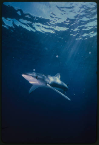 Blue shark swimming to left of camera