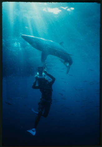 Diver with camera filming blue shark swimming above