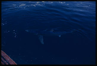 Blue shark near the surface of the water