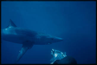 Camera pointed at head of blue shark