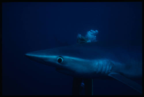 Close up on head of blue shark and diver on other side