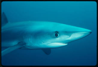 Close of up head of blue shark