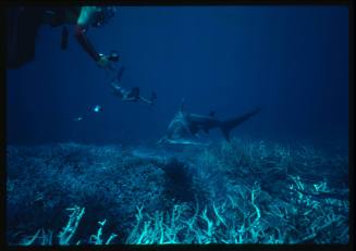 Divers swimming with a Hammerhead Shark