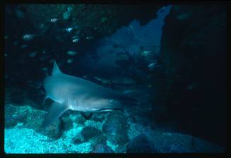 Two Grey Nurse Sharks swimming in a cave in Seal Rocks, New South Wales, Australia.
