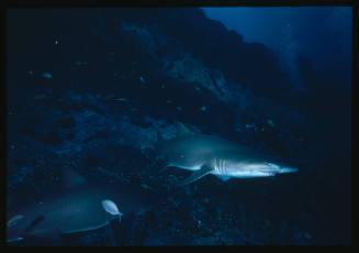 Scuba diver testing out the chainmail suit (mesh suit) in early experiments using grey nurse sharks