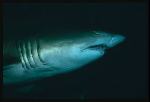 A close view of a Grey Nurse Shark