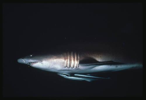 A Grey Nurse Shark with a Remora Fish attached to its abdomen