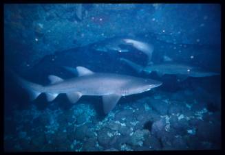 Scuba diver testing out the chainmail suit (mesh suit) in early experiments using grey nurse sharks