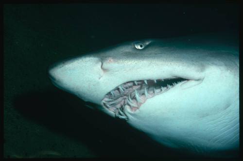 A close view of the head of a Grey Nurse Shark