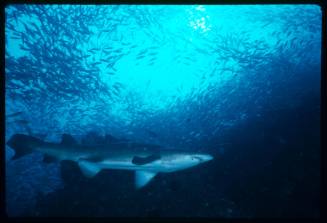 A Grey Nurse Shark swimming below a large school of small fish