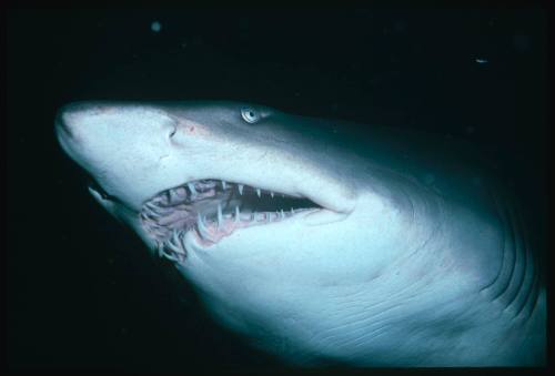 A close view of the head of a Grey Nurse Shark