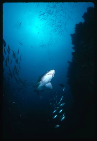 A Grey Nurse Shark swimming at the entrance to the Shark Cave in Seal Rocks, N.S.W, Australia