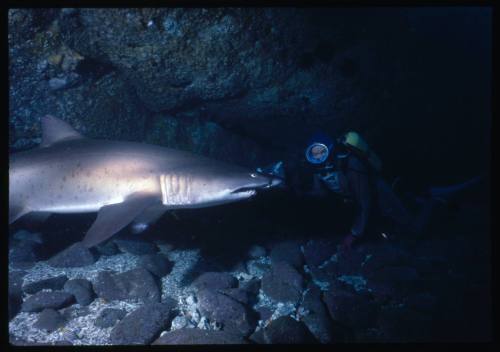 Valerie Taylor scuba diving testing out the chainmail suit (mesh suit) in early experiments using grey nurse sharks